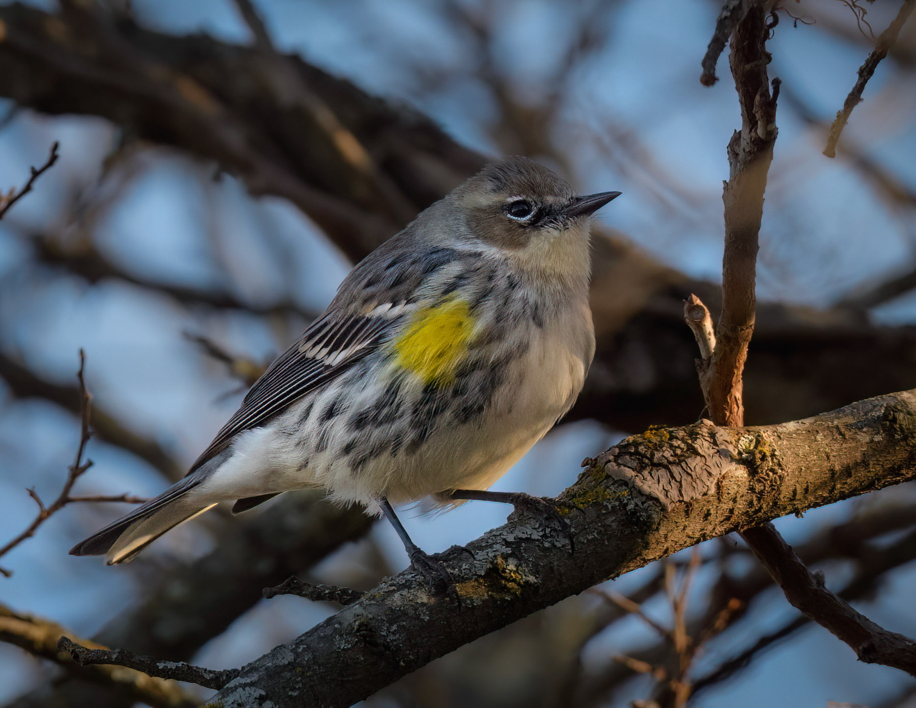 Yellow-rumped Warbler