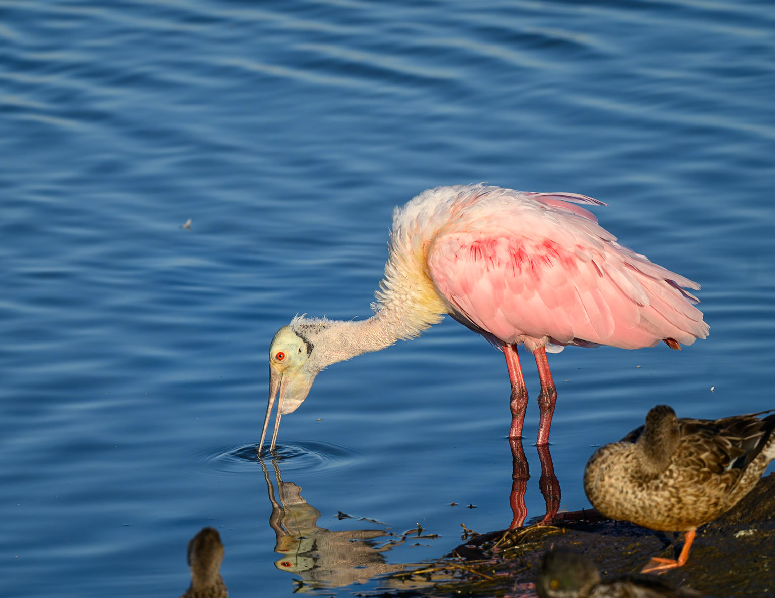 Roseate Spoonbill