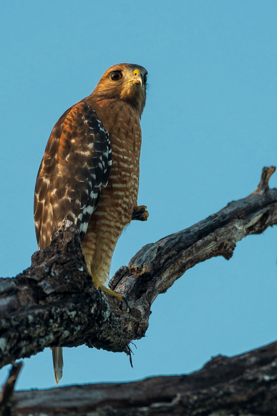 Red-shouldered Hawk