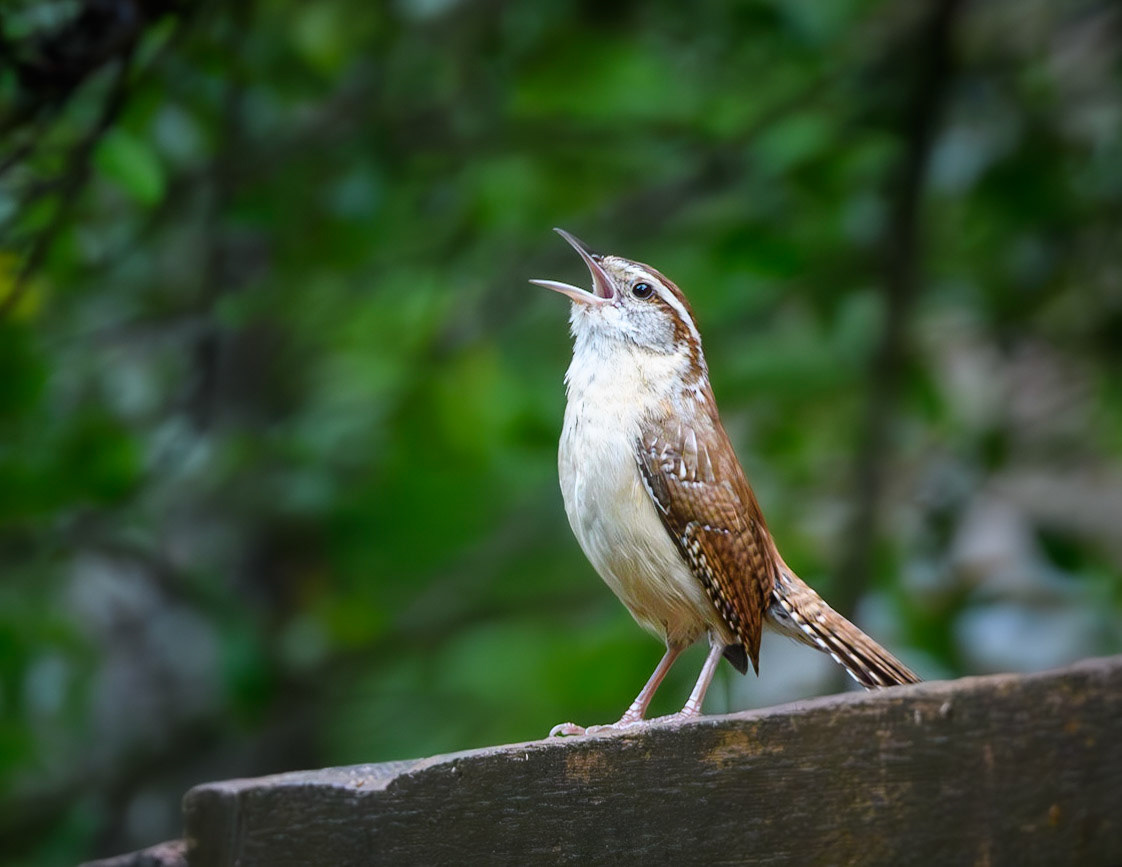 Carolina Wren