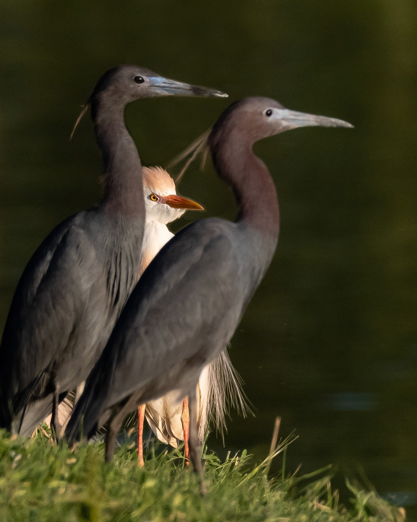 Little Blue Herons and Cattle Egret