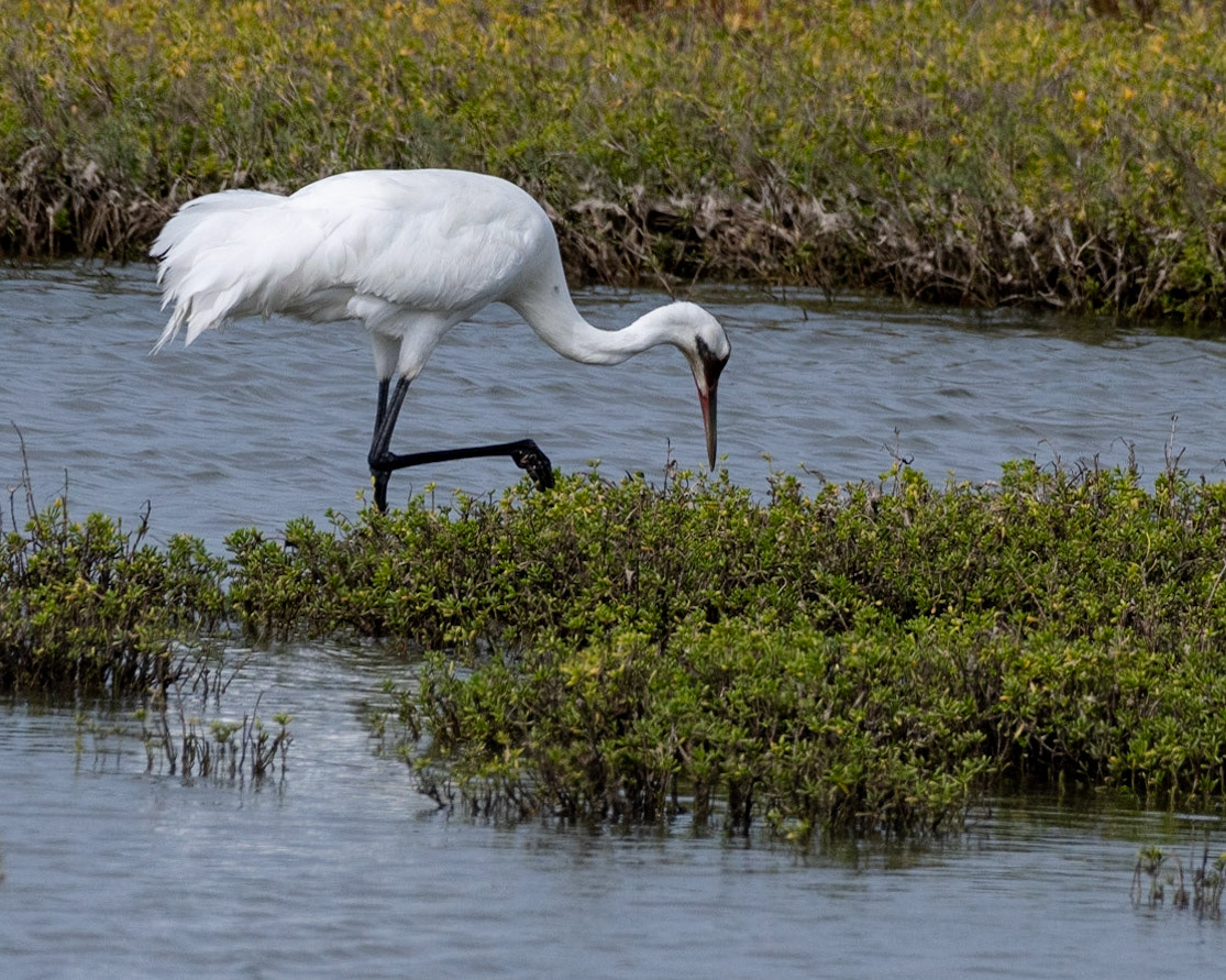 Whooping Crane