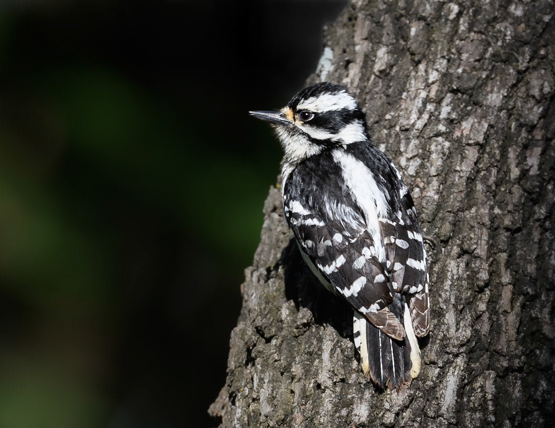 Downy Woodpecker
