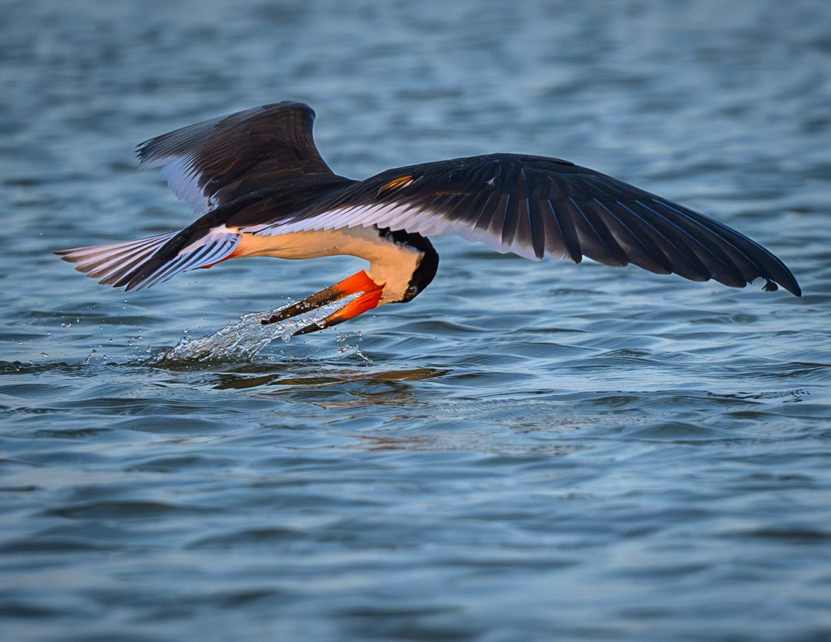 Black Skimmer