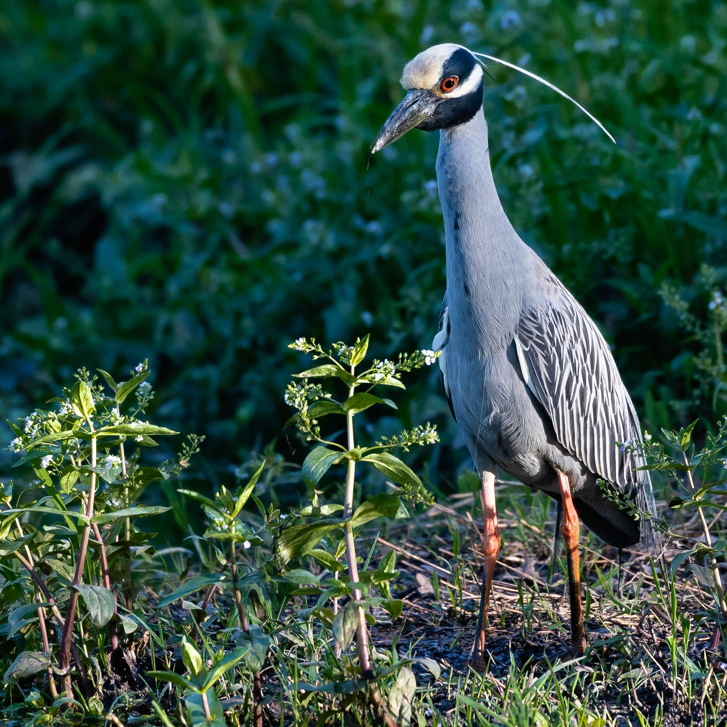 Yellow-crowned Night-Heron