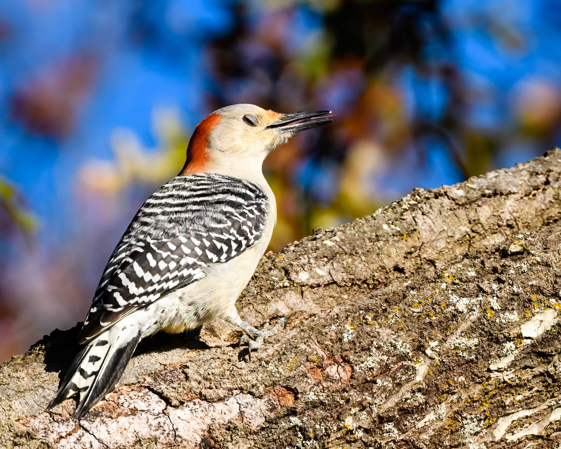Red-bellied Woodpecker