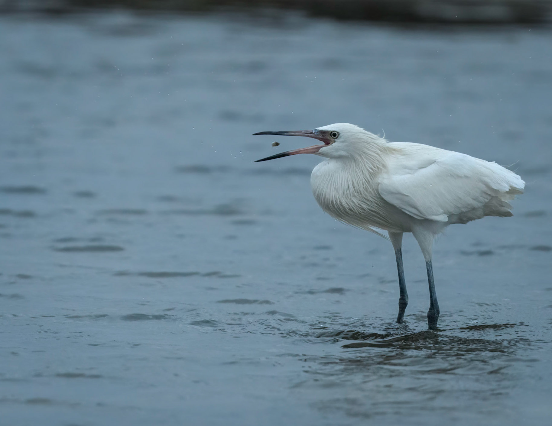 Reddish Egret, White Morph