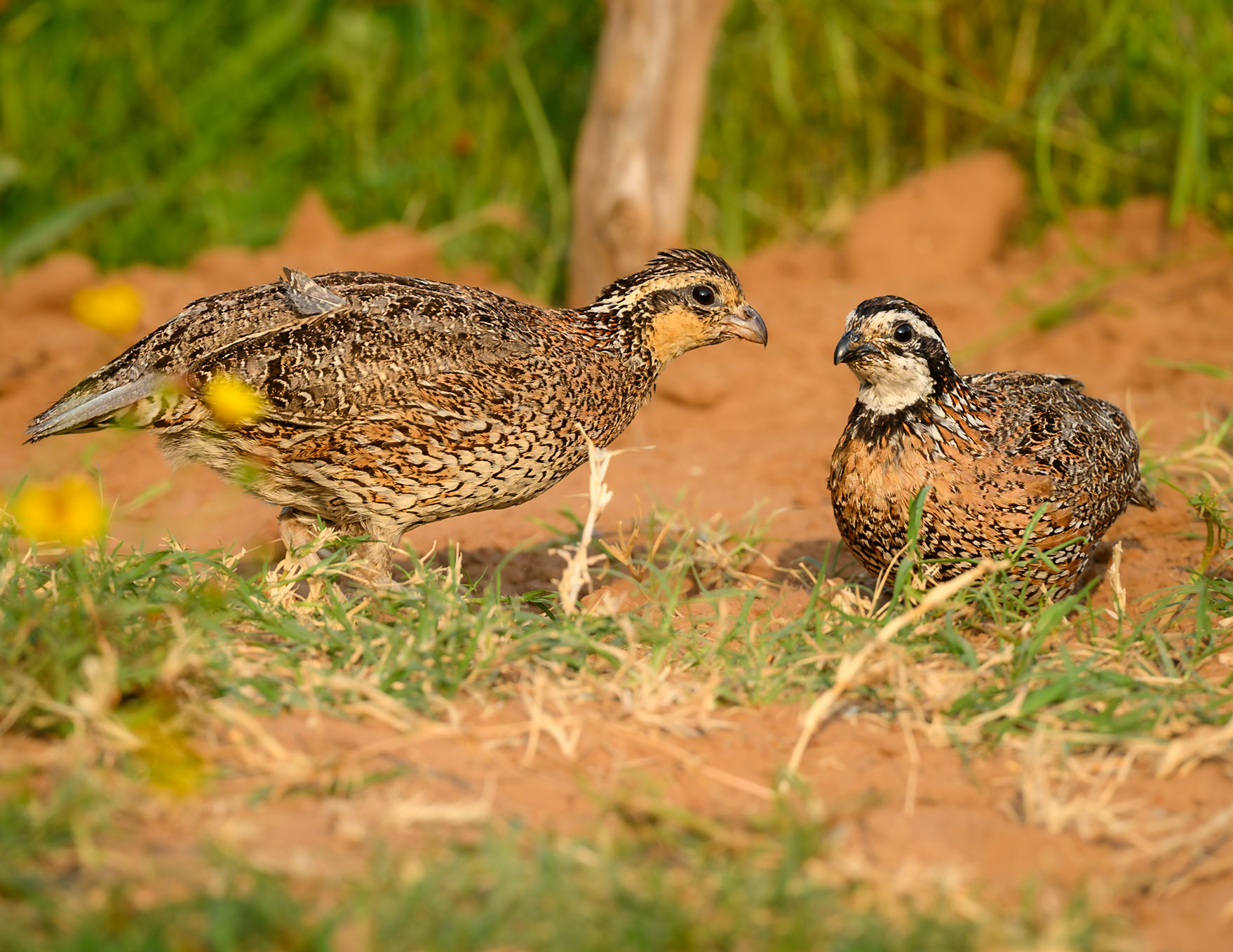 Northern Bobwhites