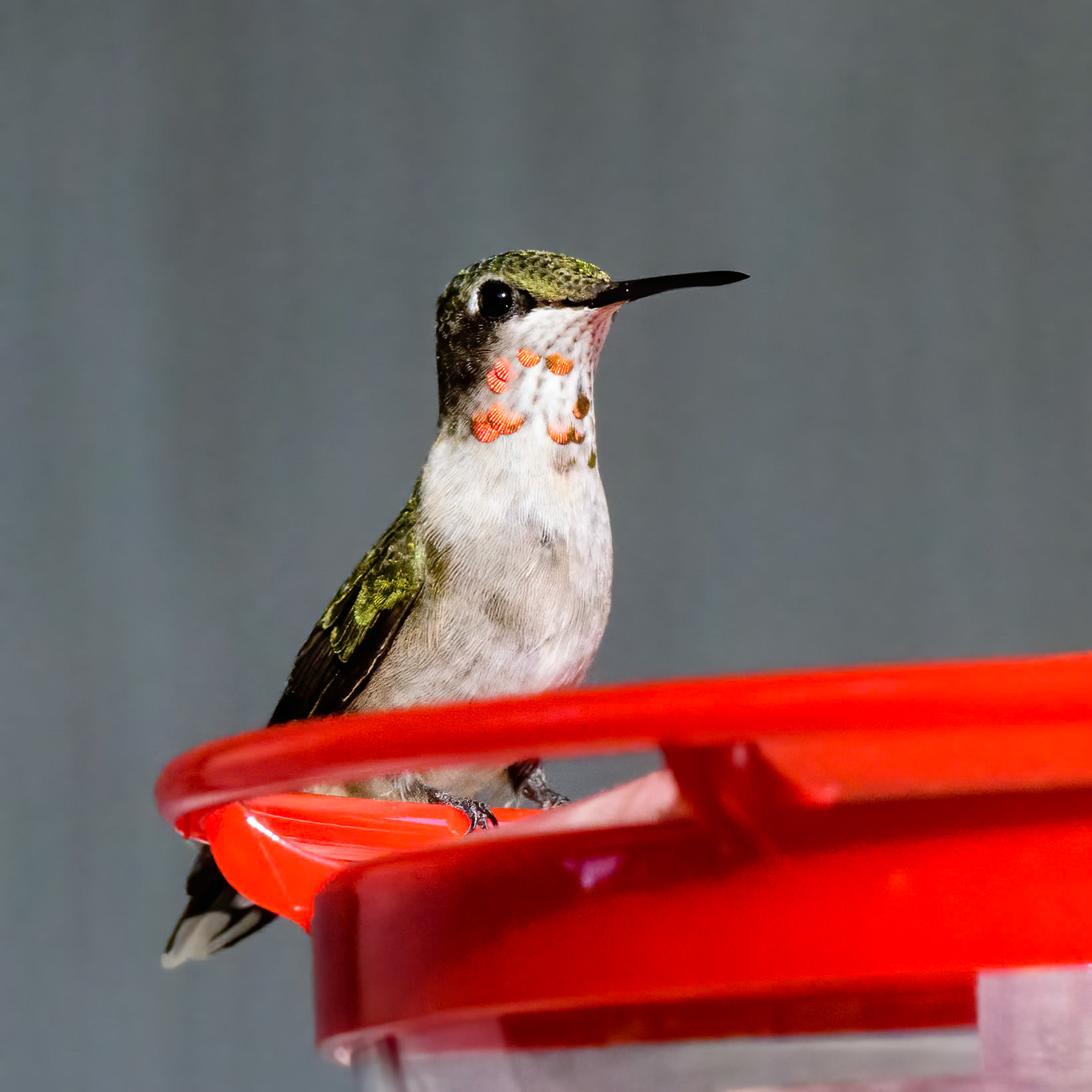 Ruby-throated Hummingbird