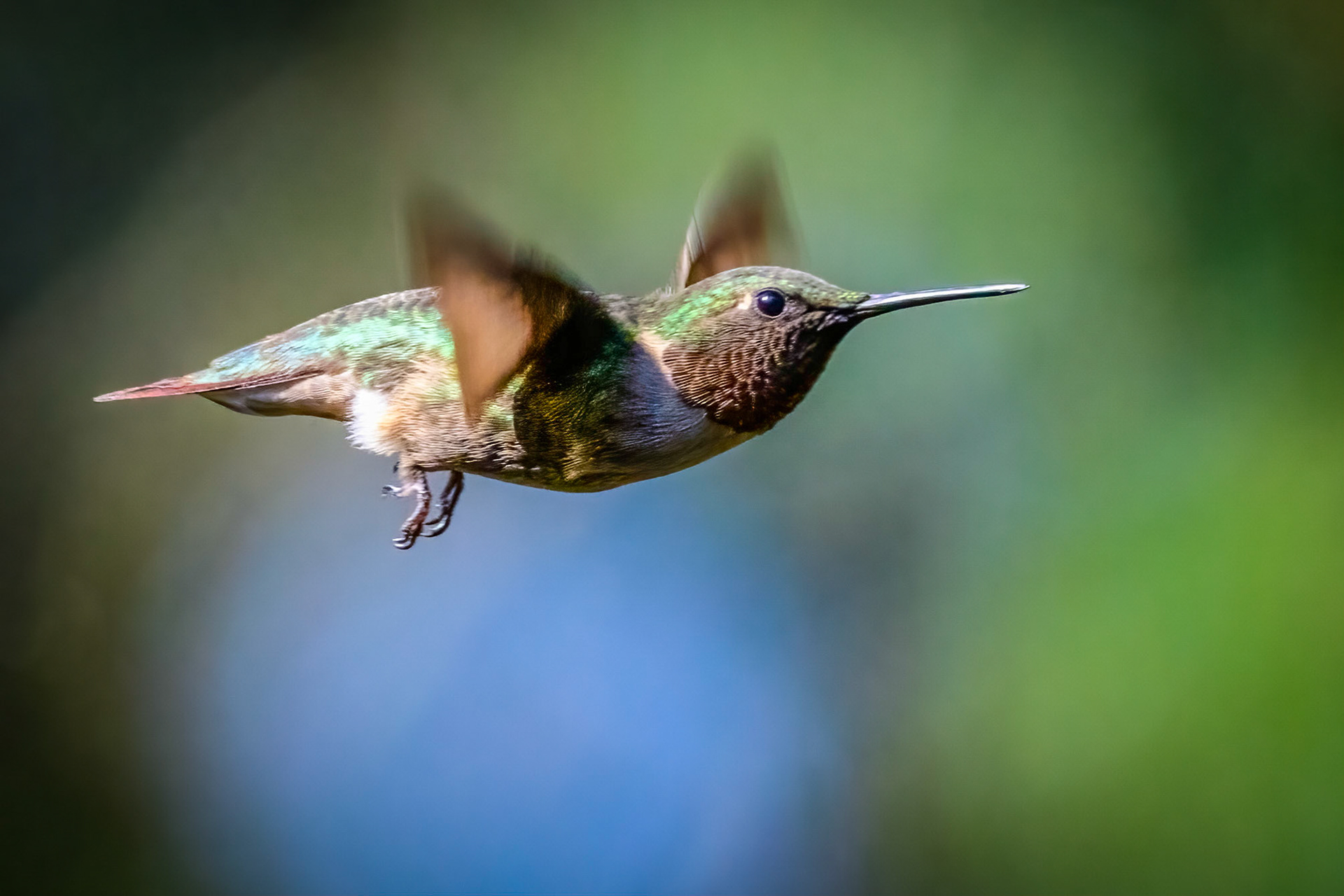 Ruby-throated Hummingbird