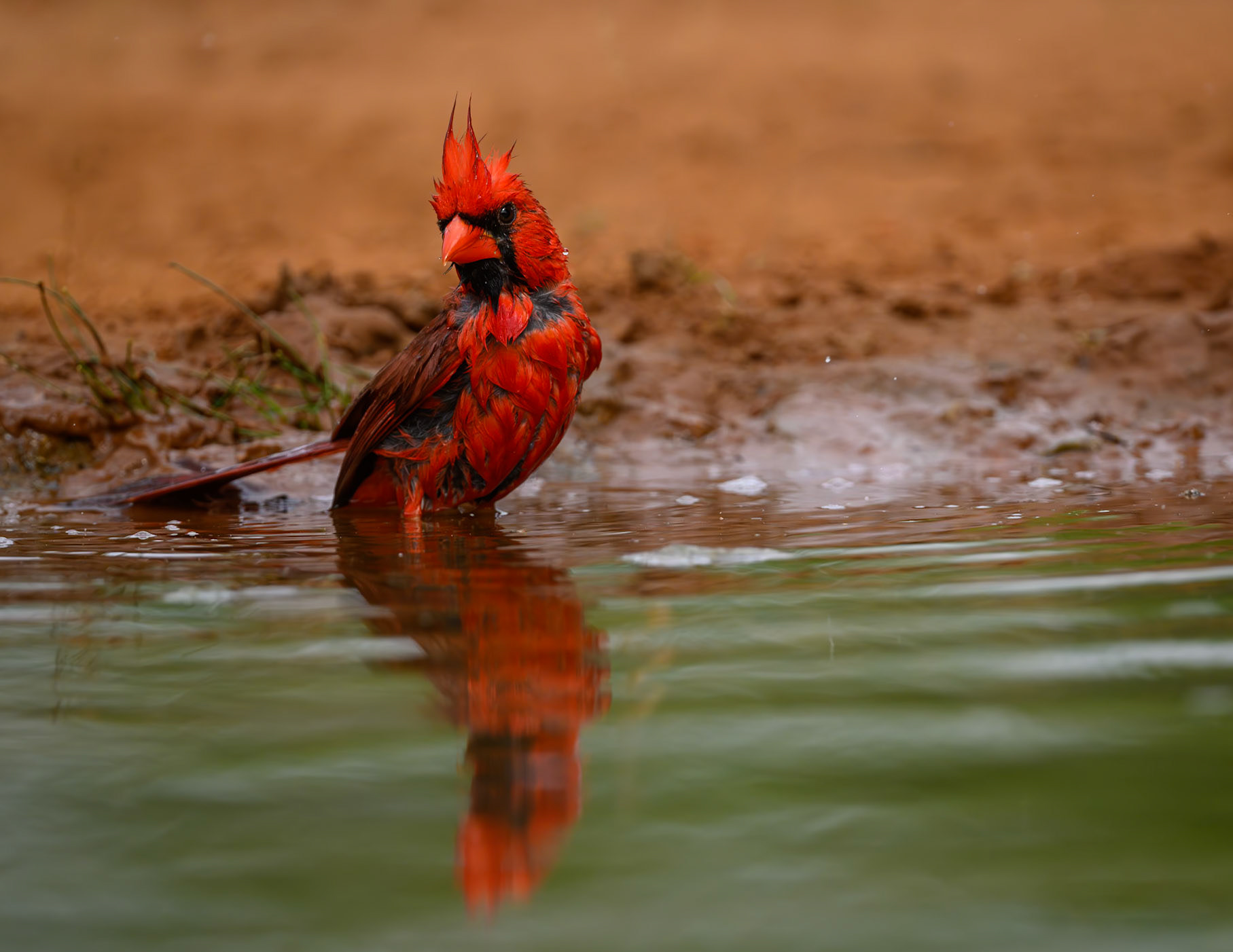 Northern Cardinal