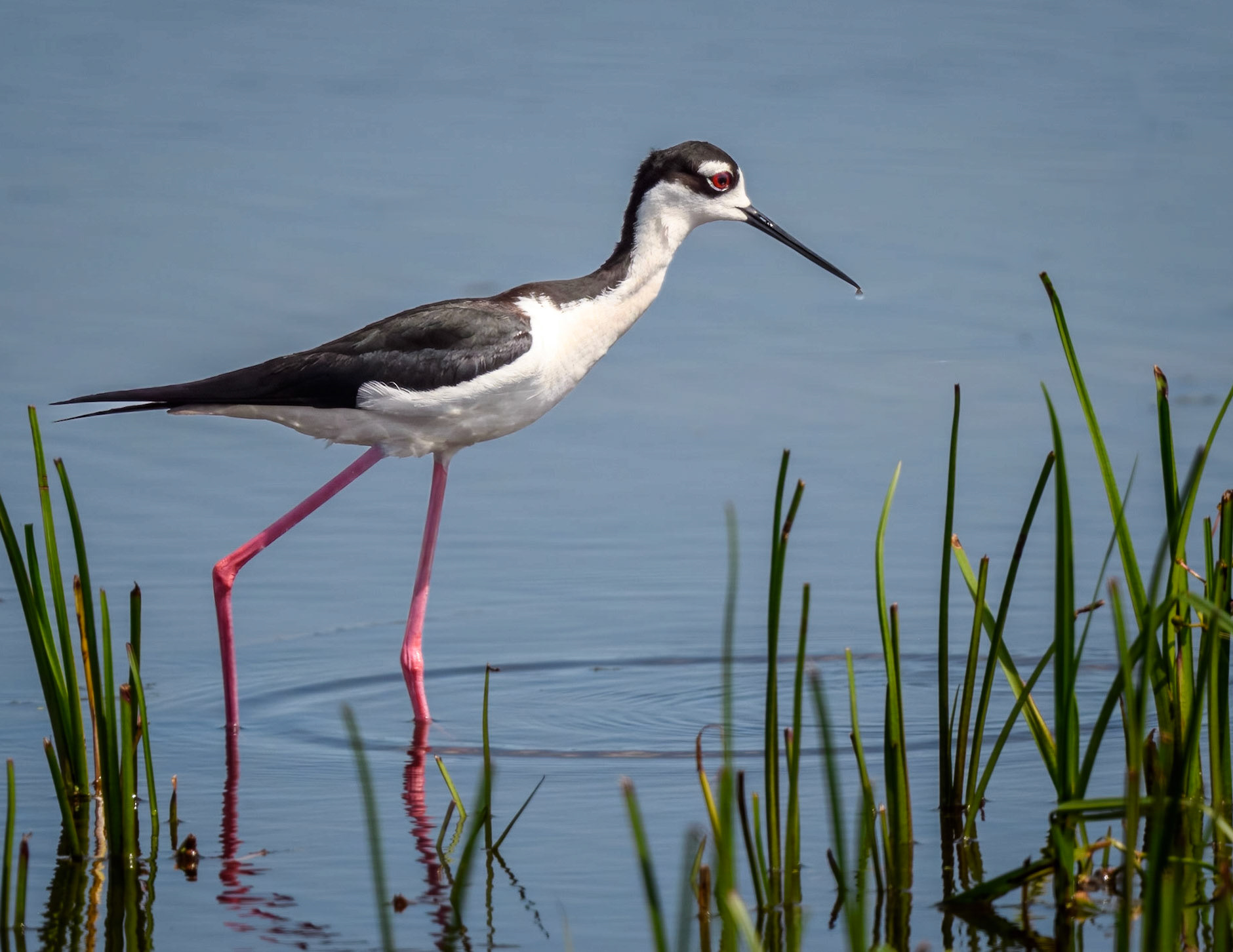 Black-necked Stilt