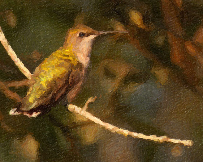 Ruby-throated Hummingbird