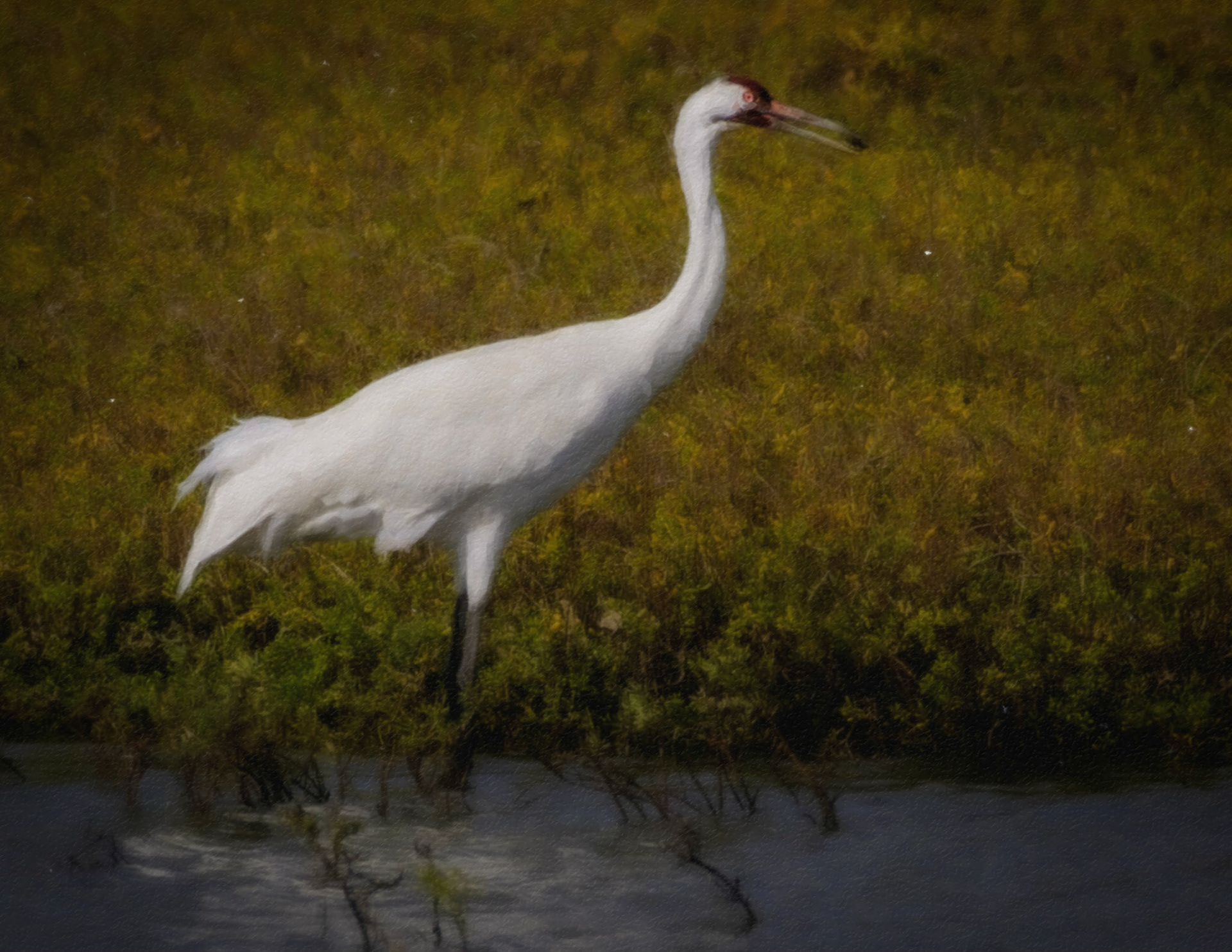 Whooping Crane