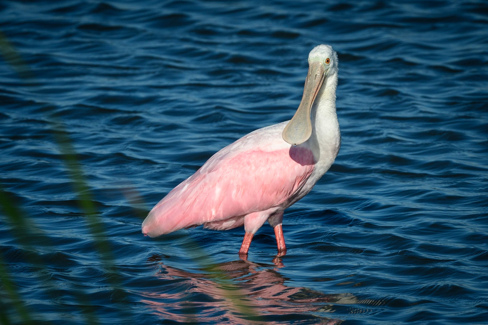 Roseate Spoonbill