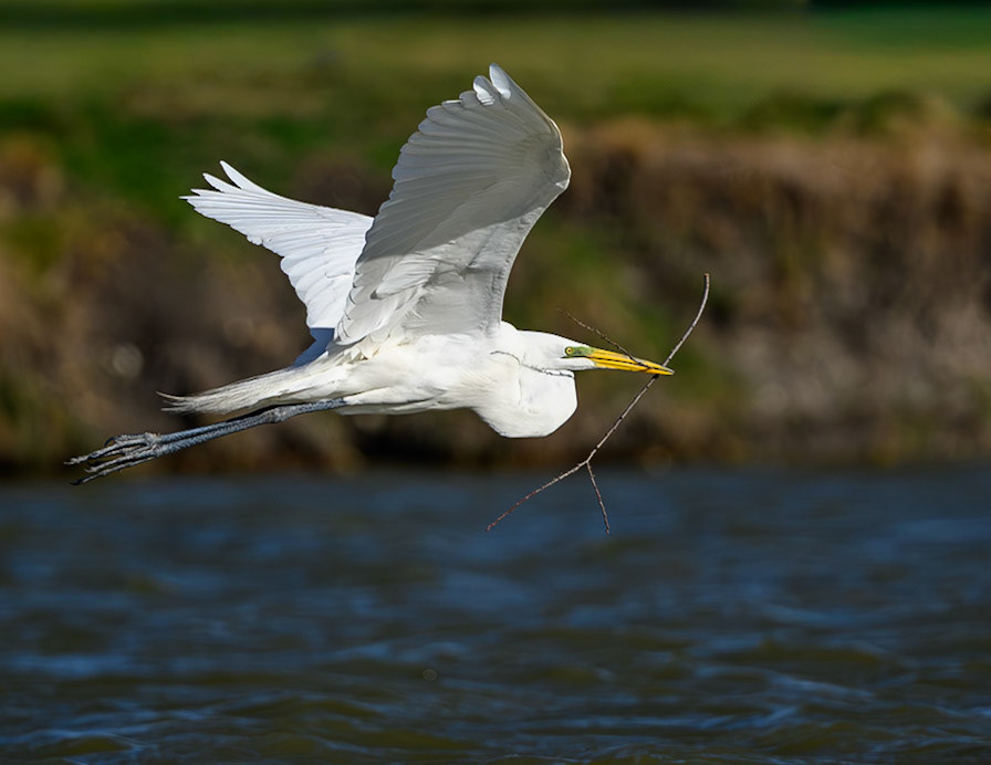 Great Egret
