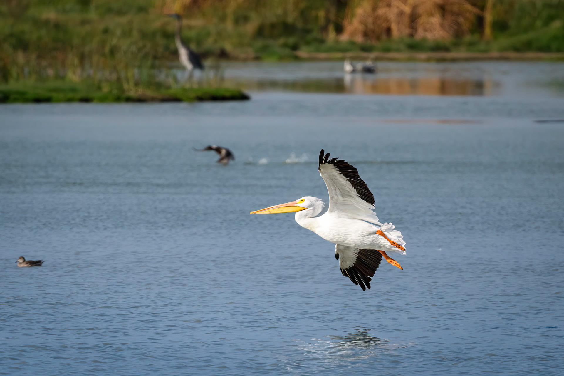 American White Pelican