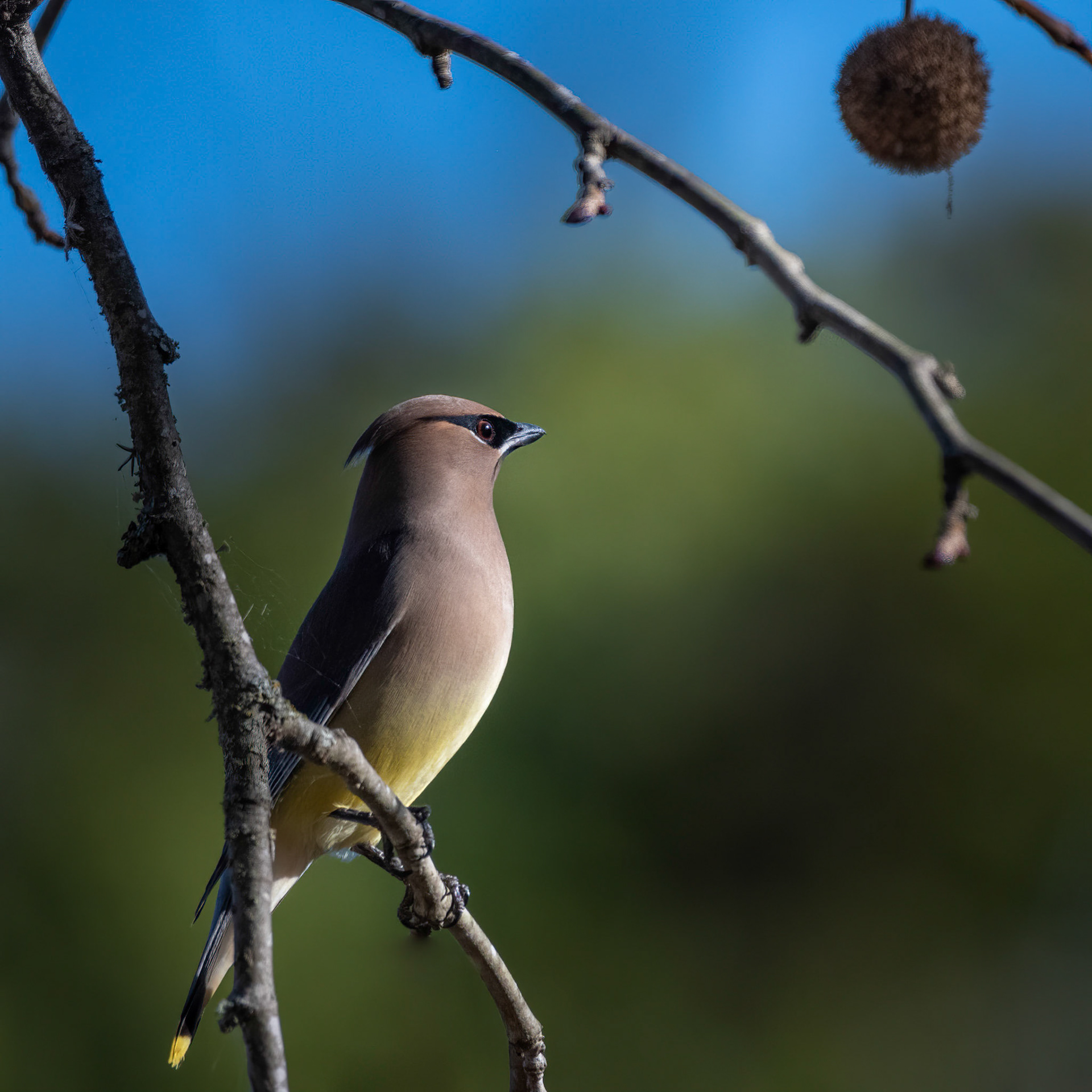Cedar Waxwing