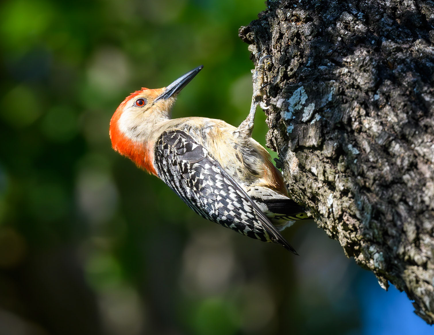 Red-bellied Woodpecker