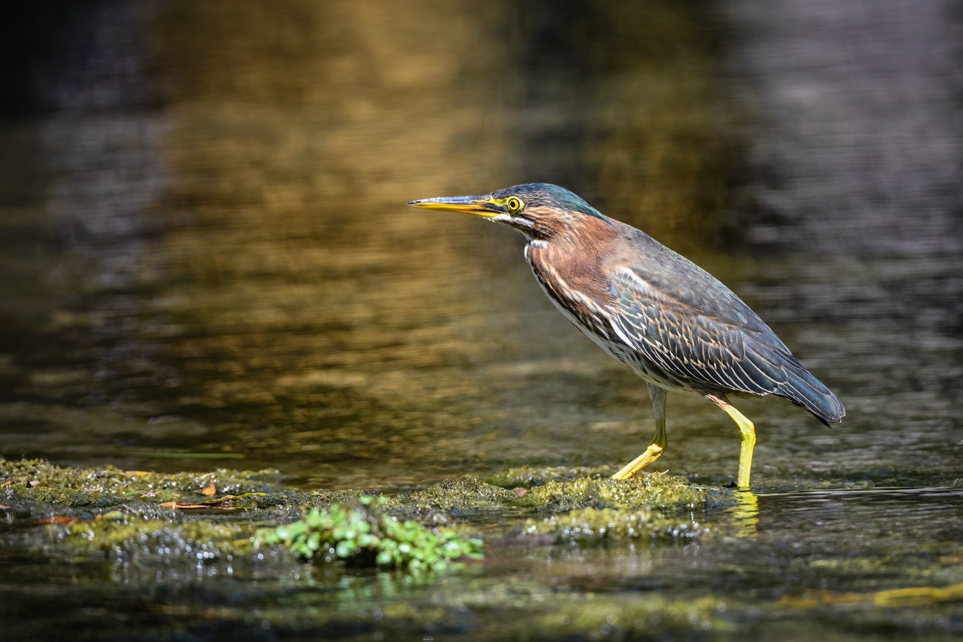 Green Heron