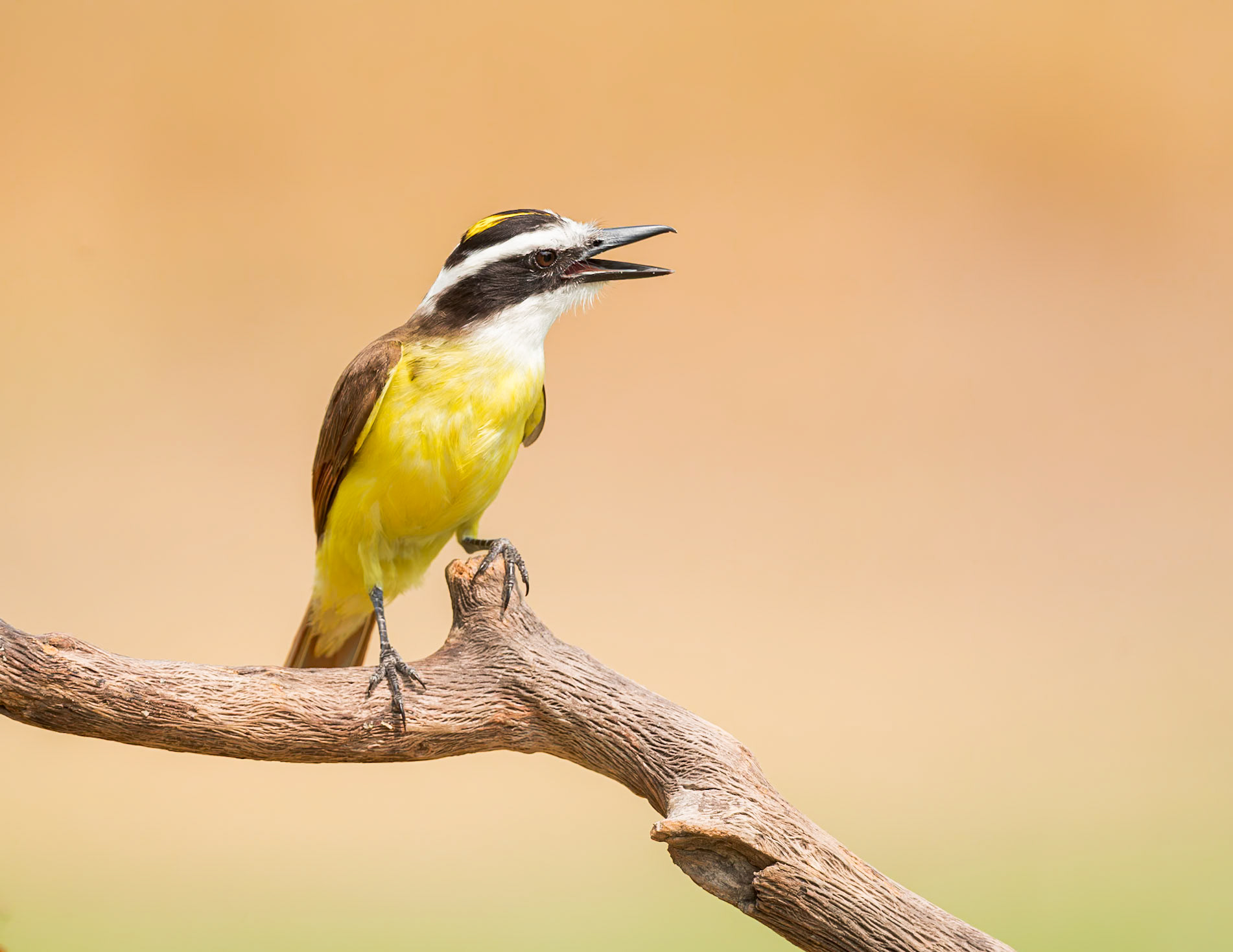 Great Kiskadee