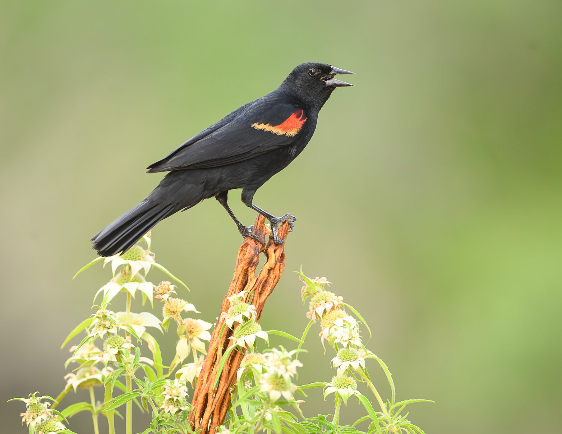 Red-winged Blackbird