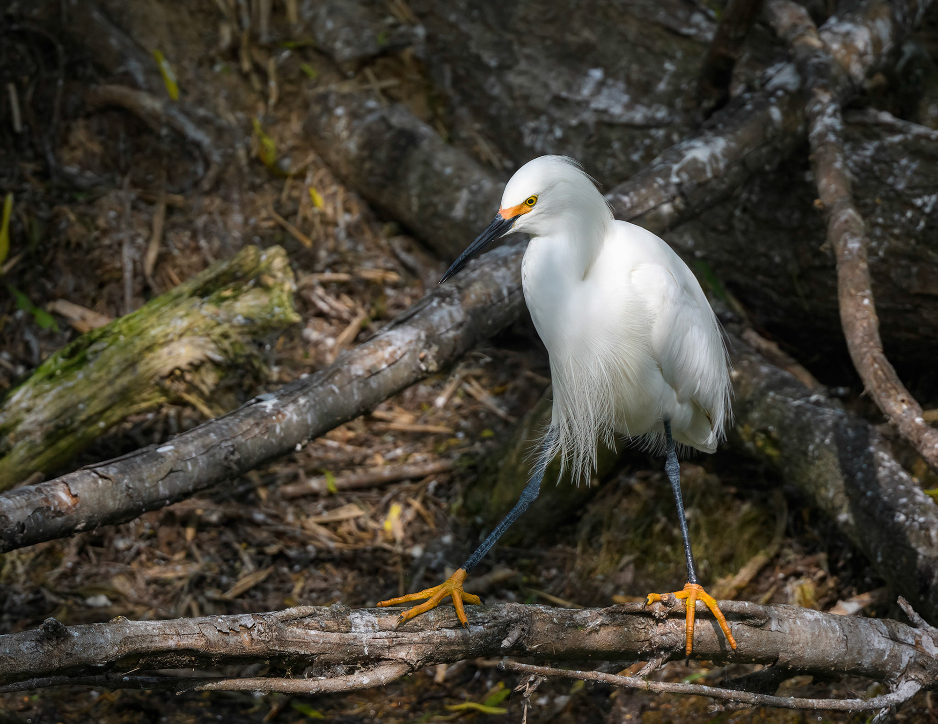 Snowy Egret
