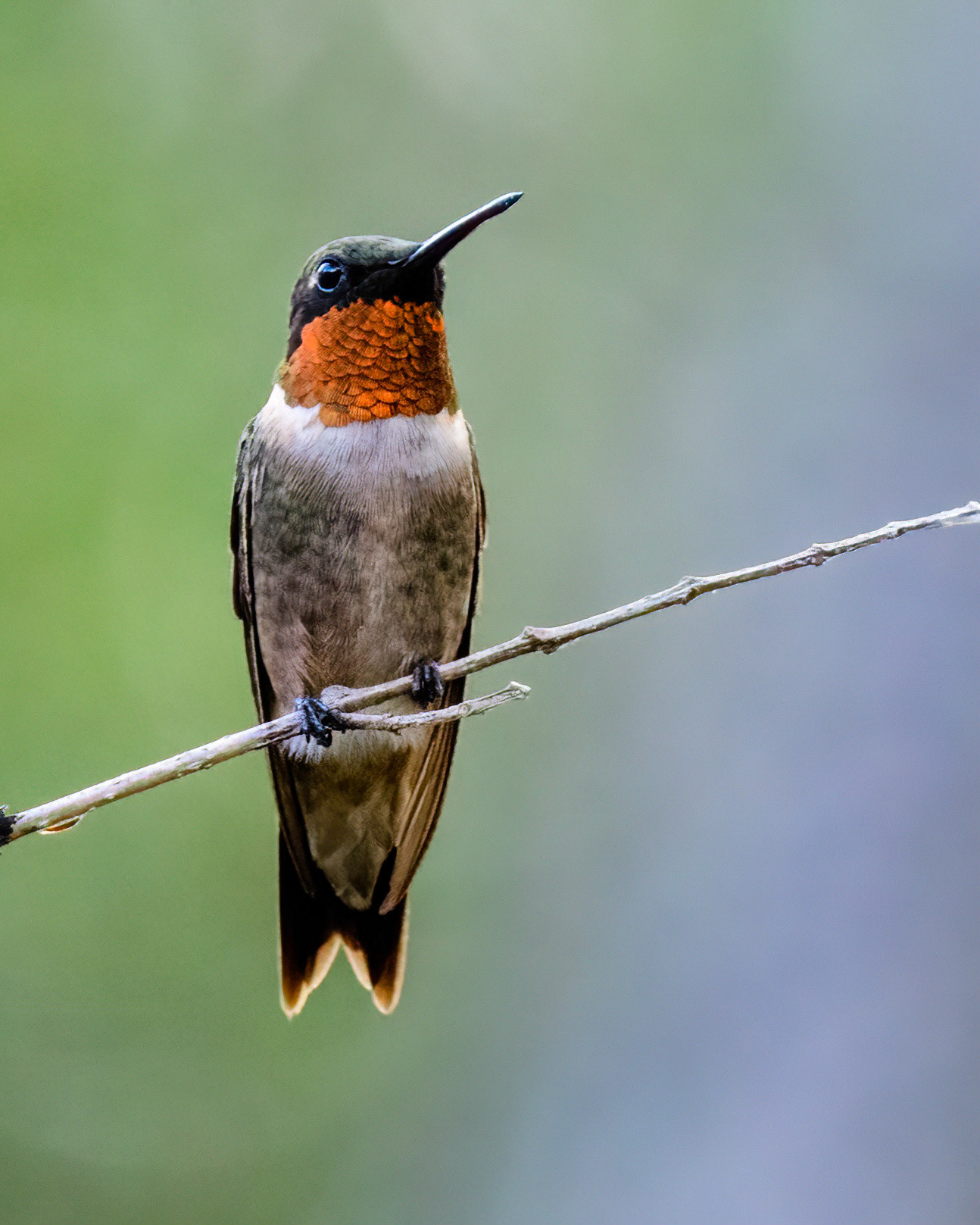 Ruby-throated Hummingbird