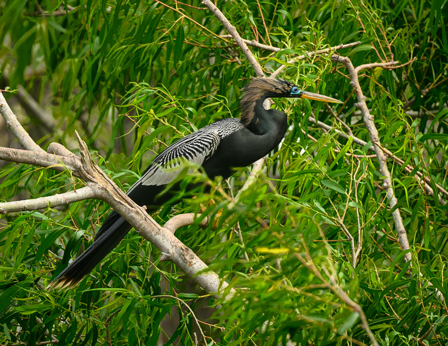 Anhinga
