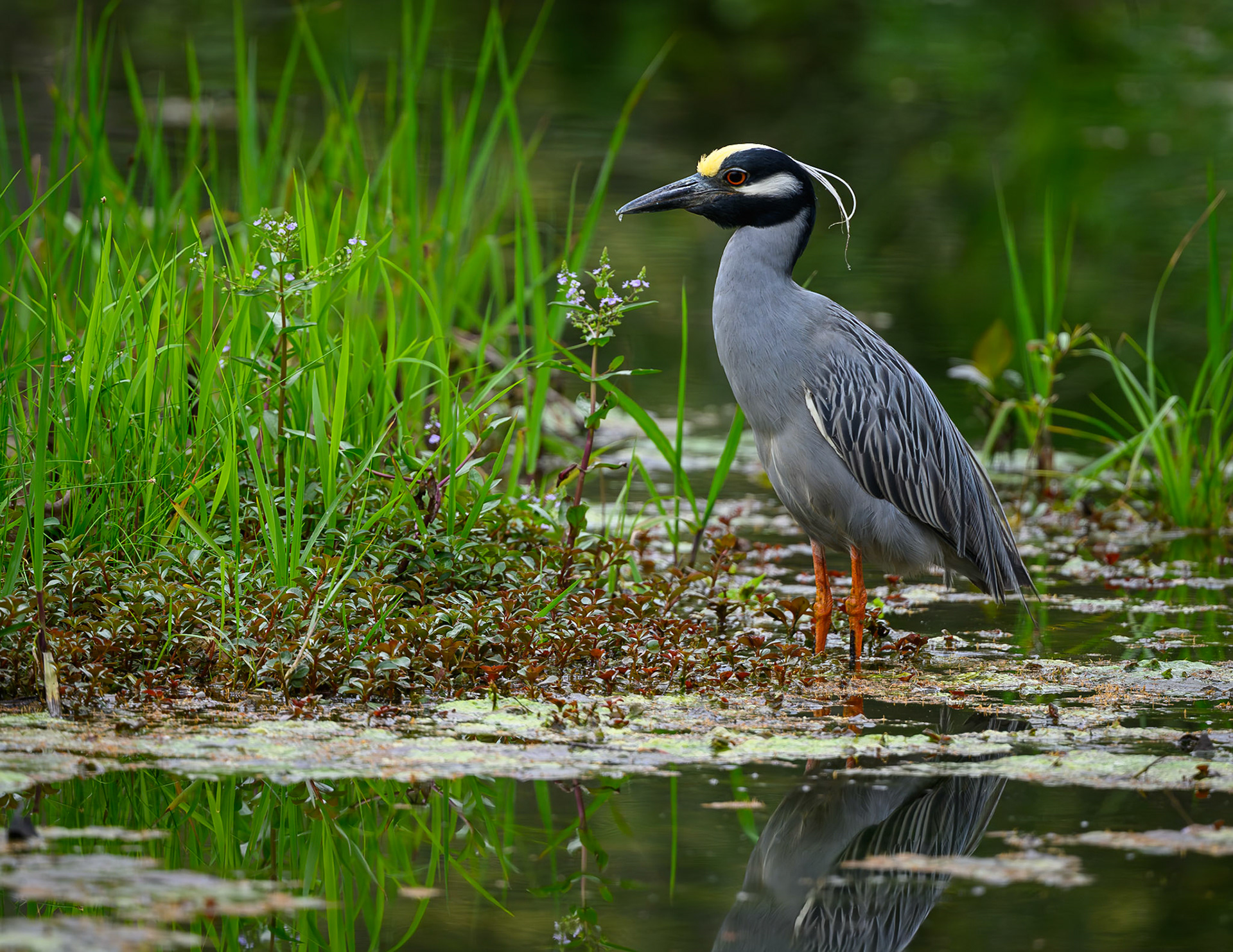 Yellow-crowned Night-Heron