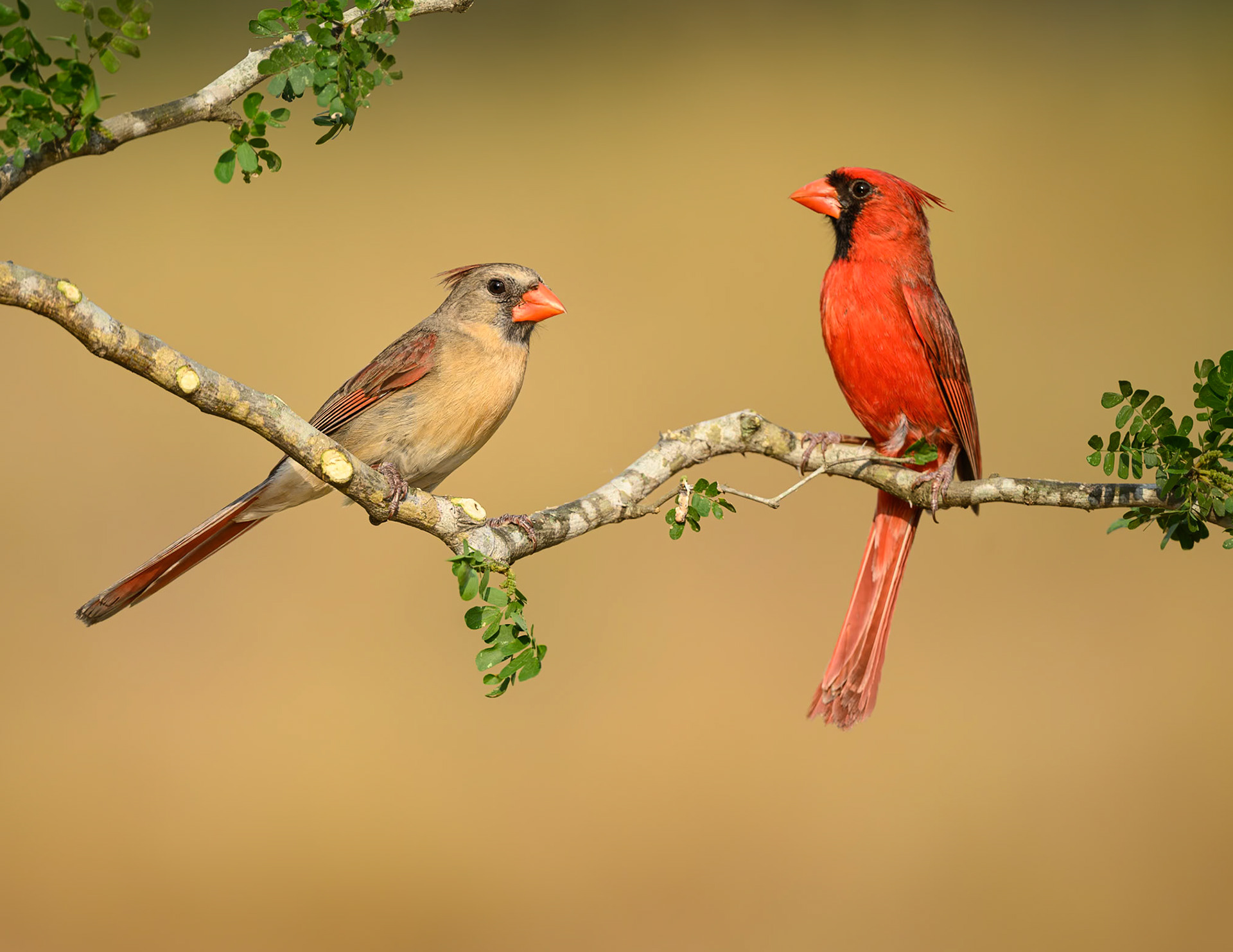 Northern Cardinals