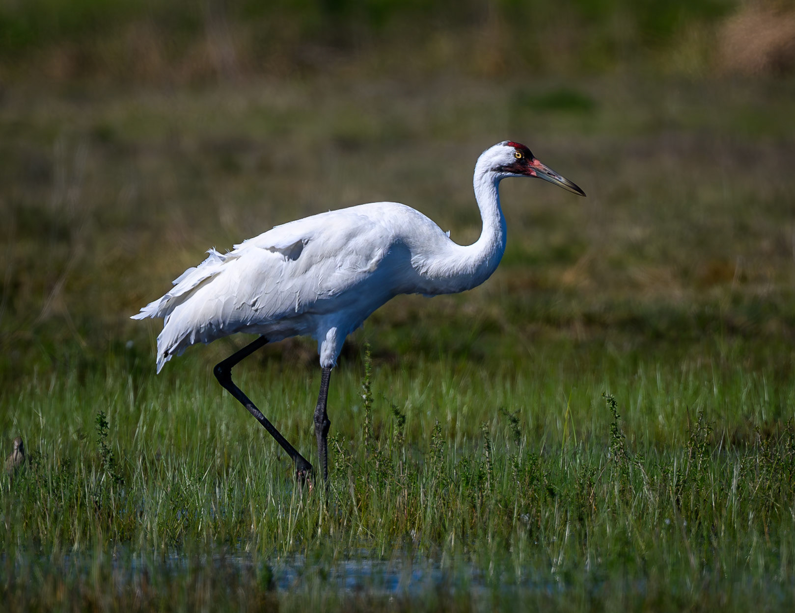 Whooping Crane