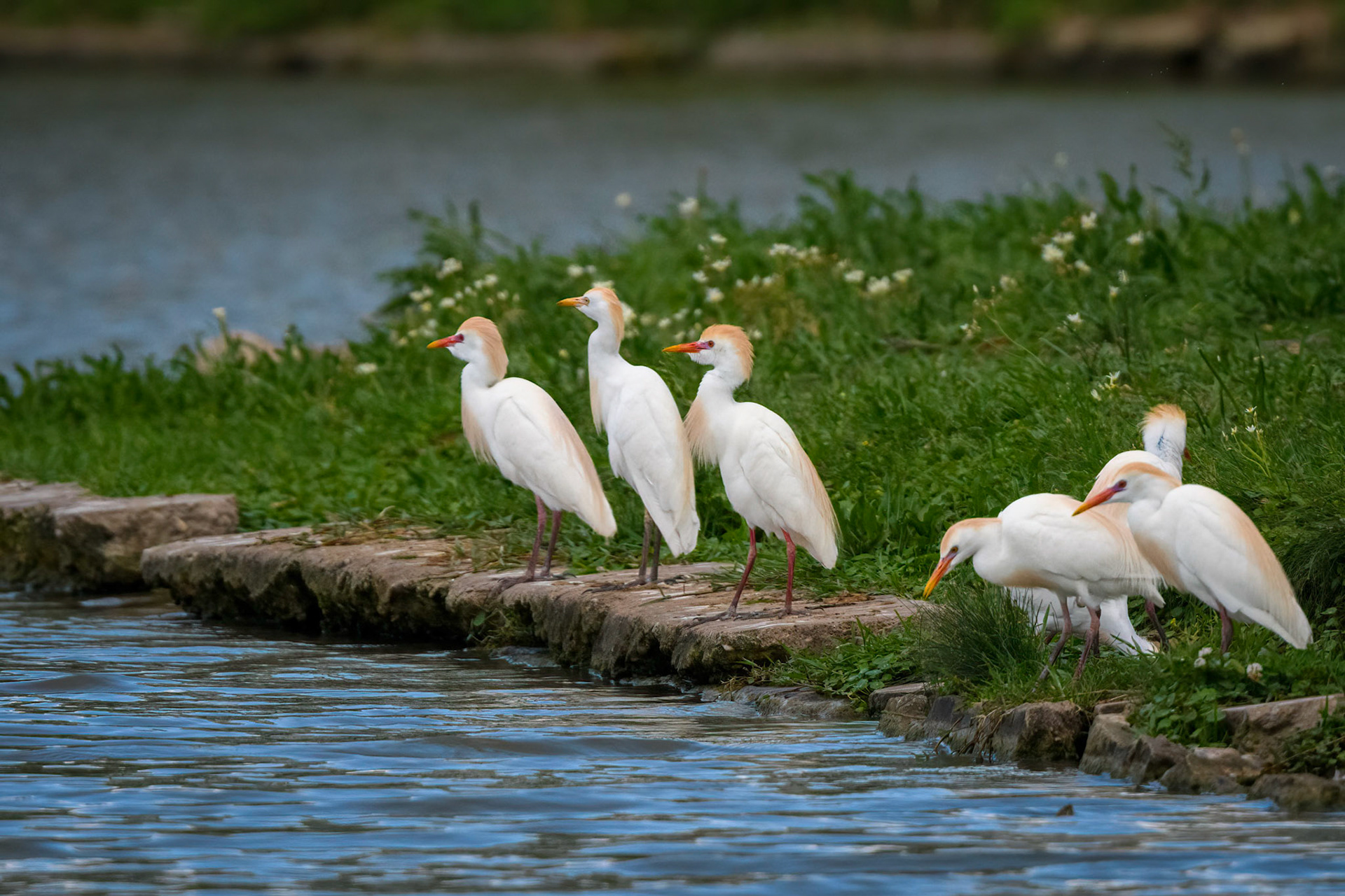 Cattle Egrets
