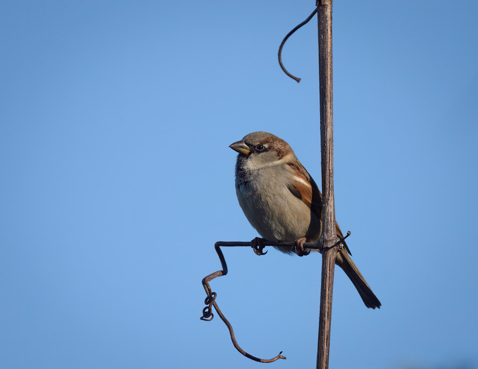 House Sparrow
