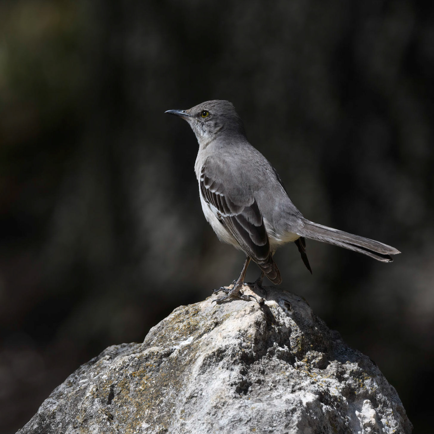 Northern Mockingbird