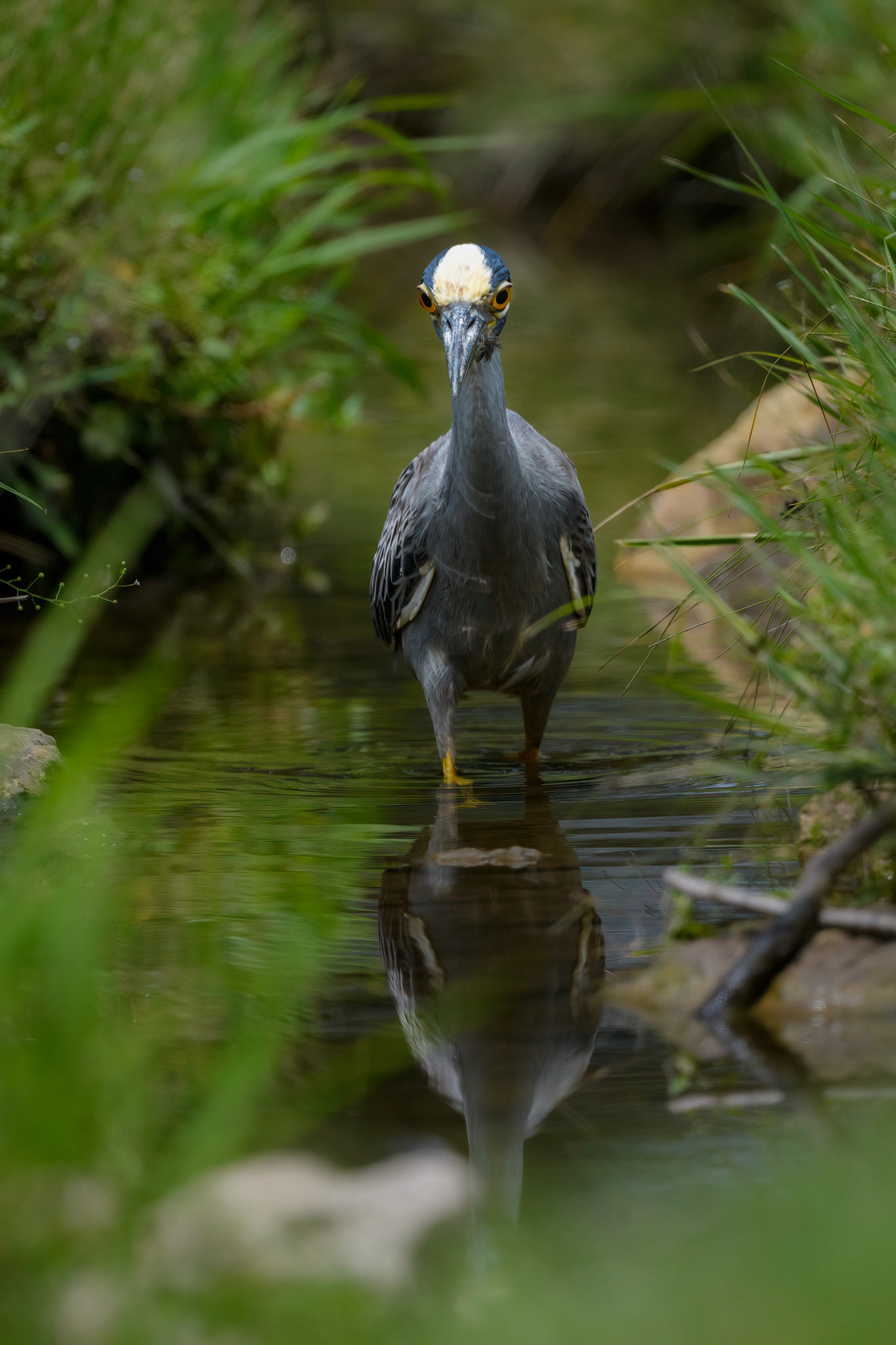 Yellow-crowned Night-Heron