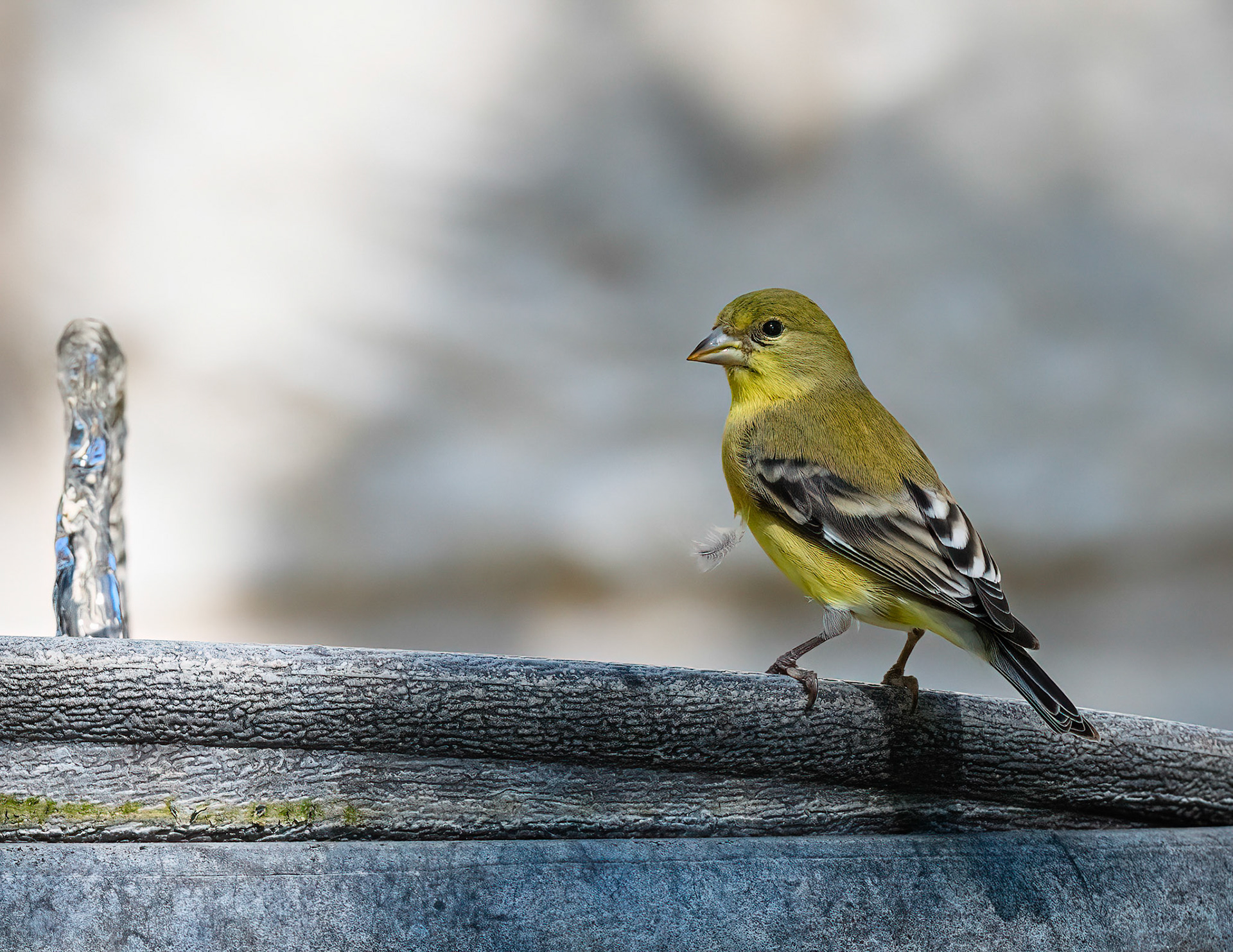 Female Lesser Goldfinch
