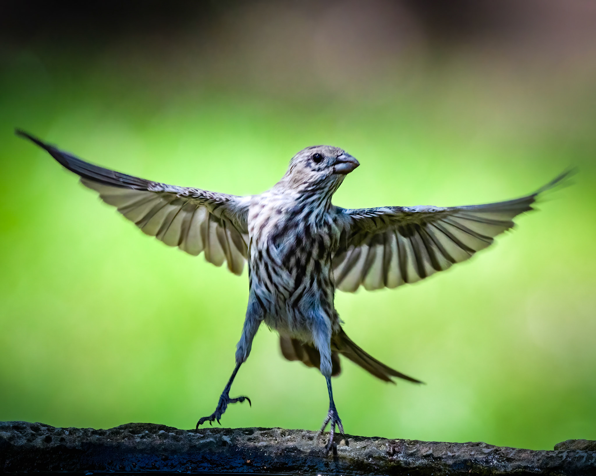 House Finch