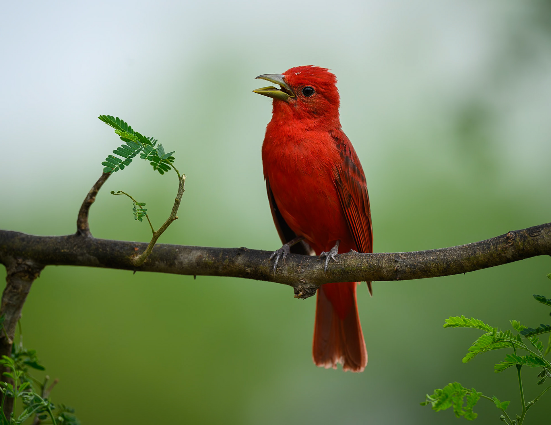 Summer Tanager