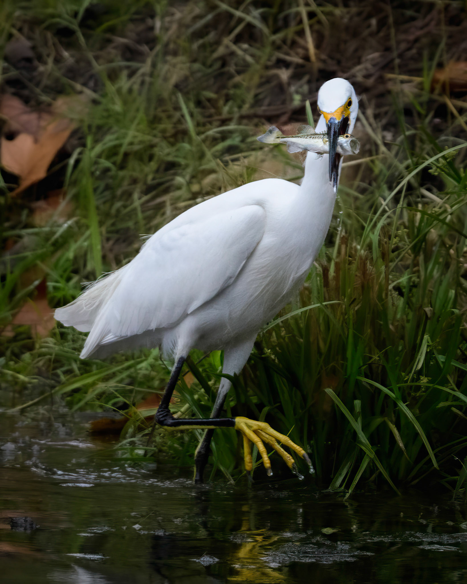 Snowy Egret with dinner