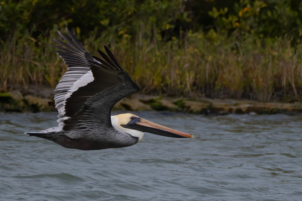 Brown Pelican