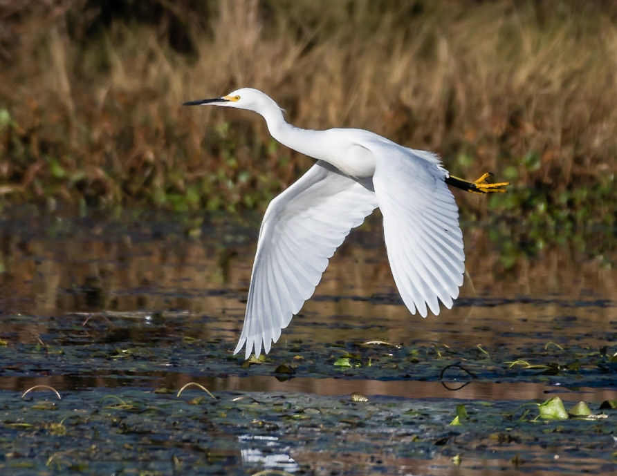 Snowy Egret