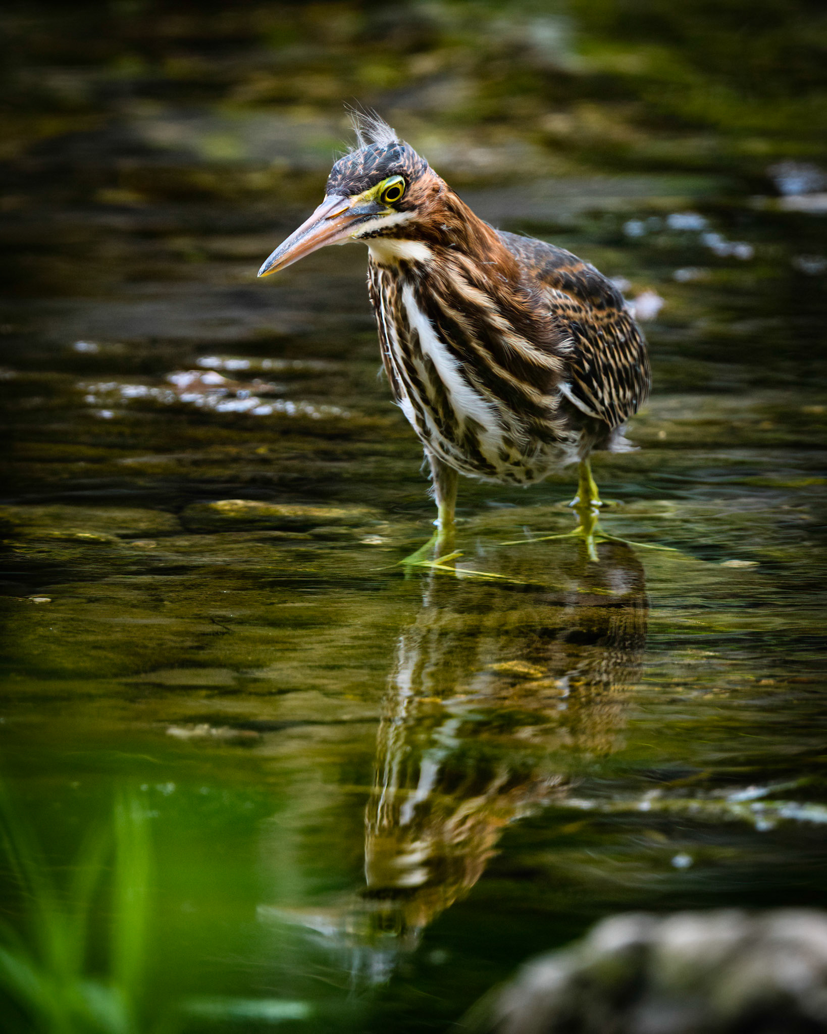 Green Heron