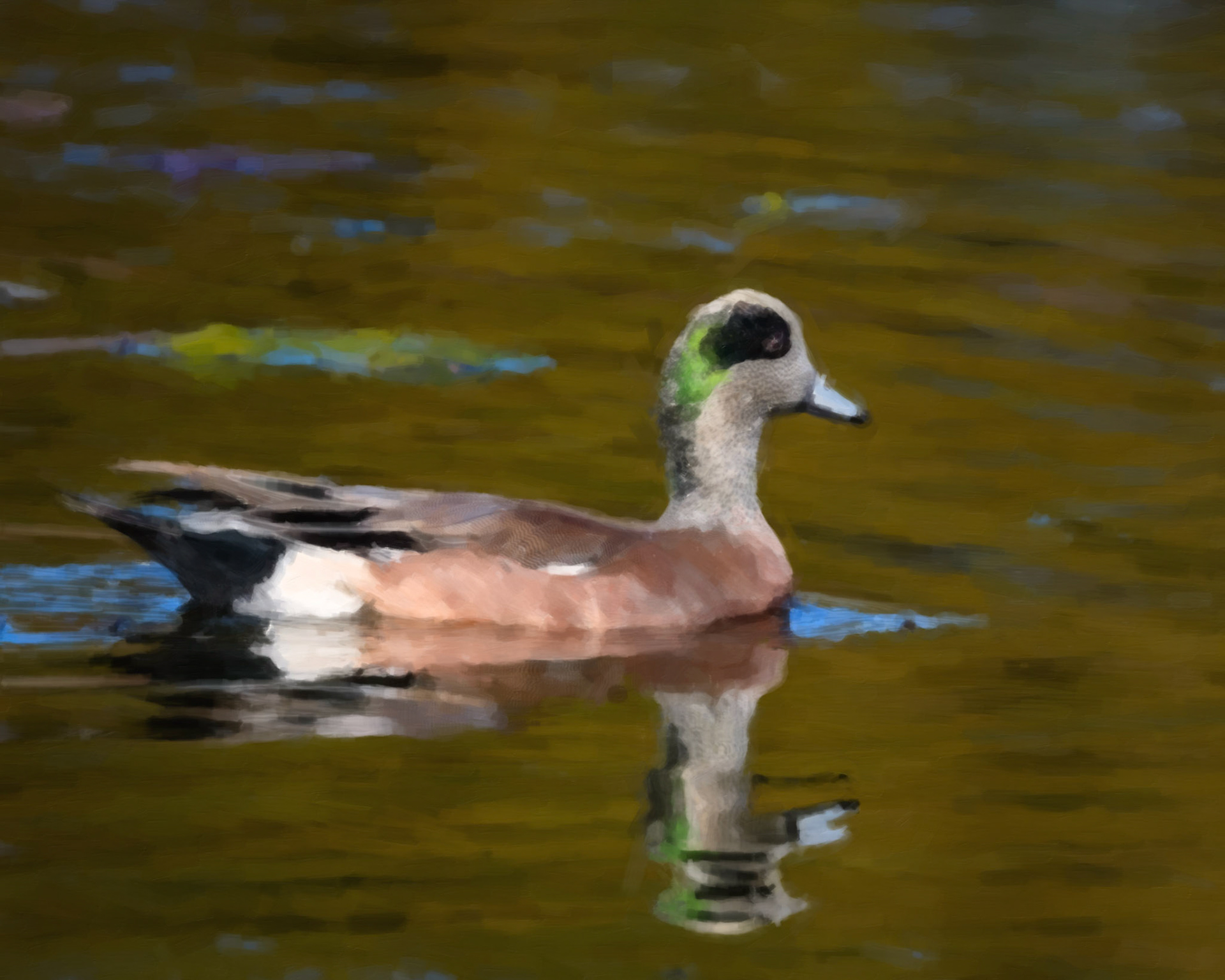 American Wigeon