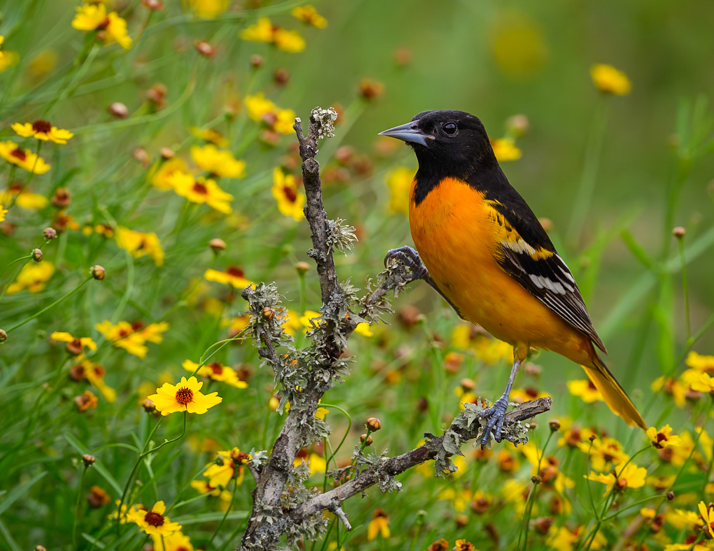 Baltimore Oriole