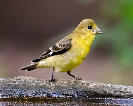 Lesser Goldfinch