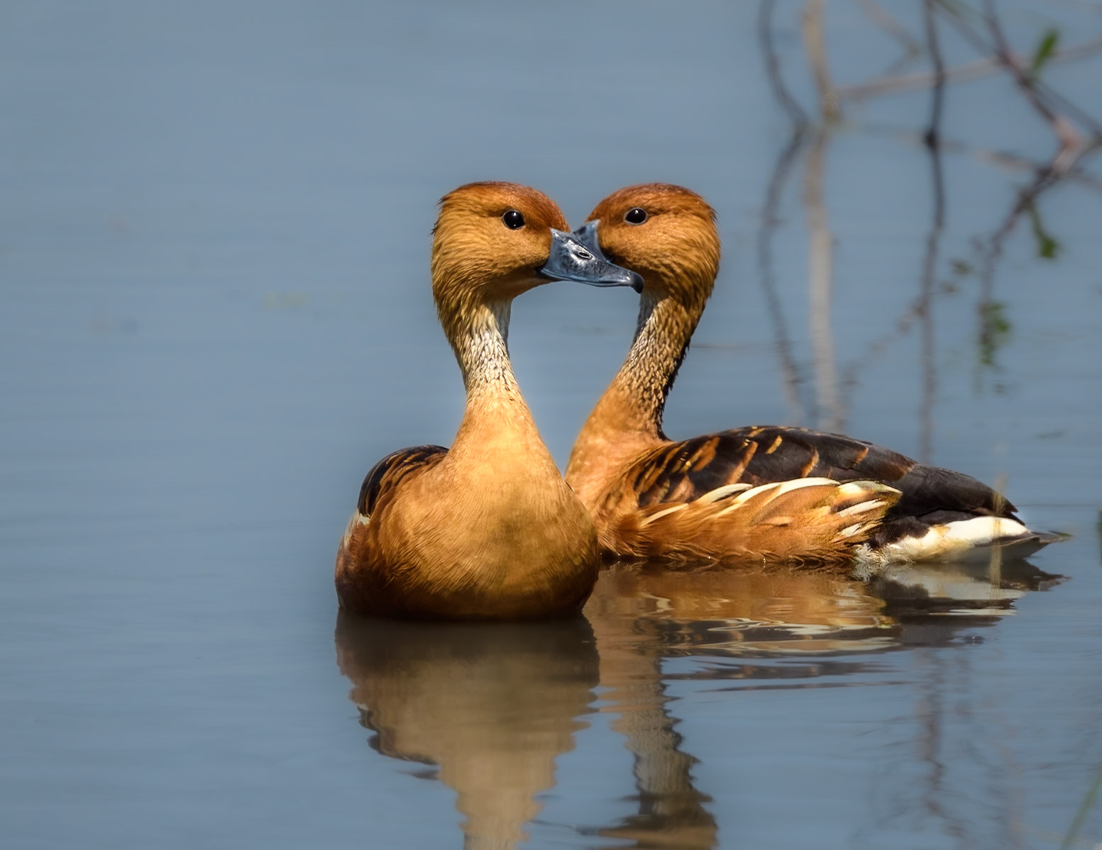 Fulvous Whistling-Duck