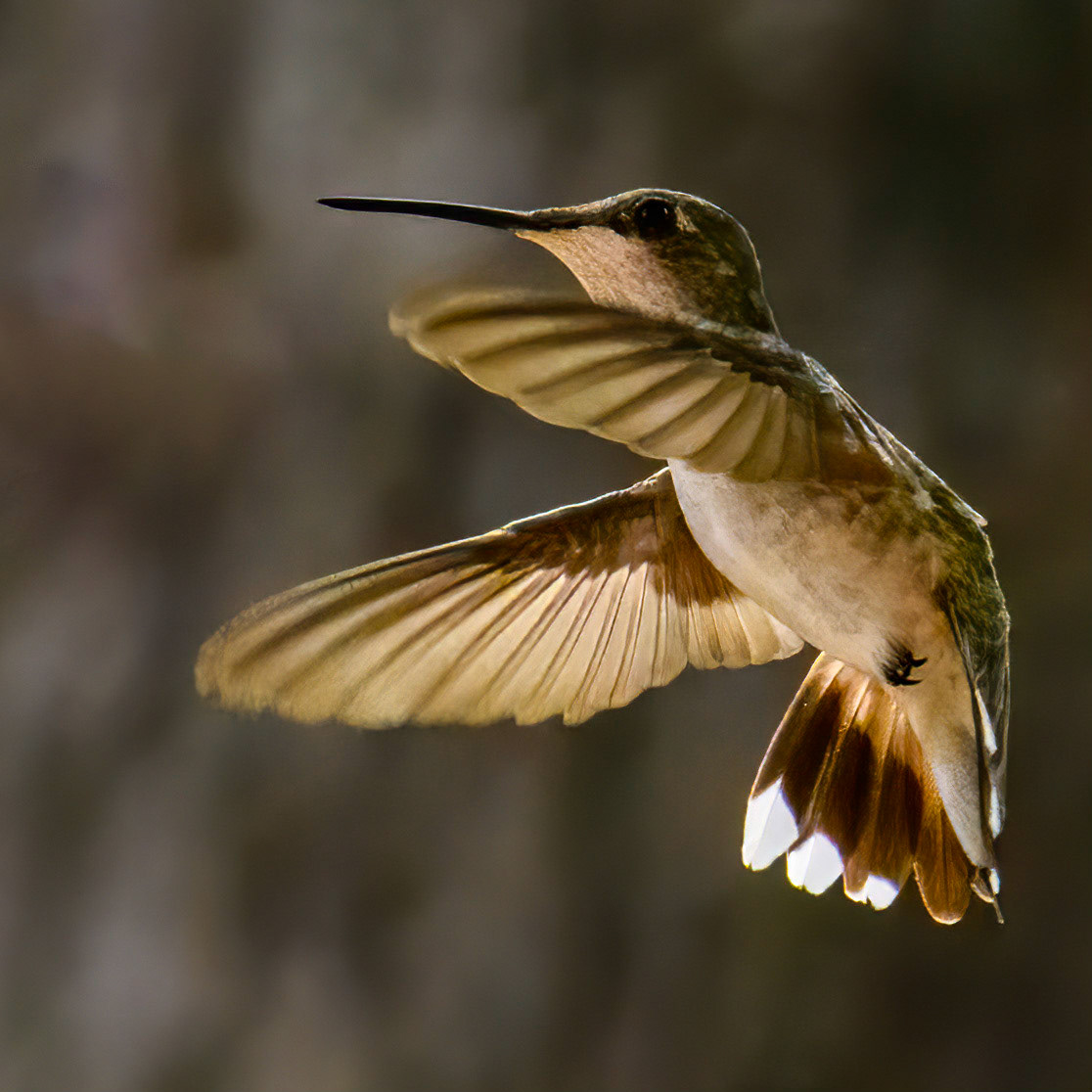 Ruby-throated Hummingbird