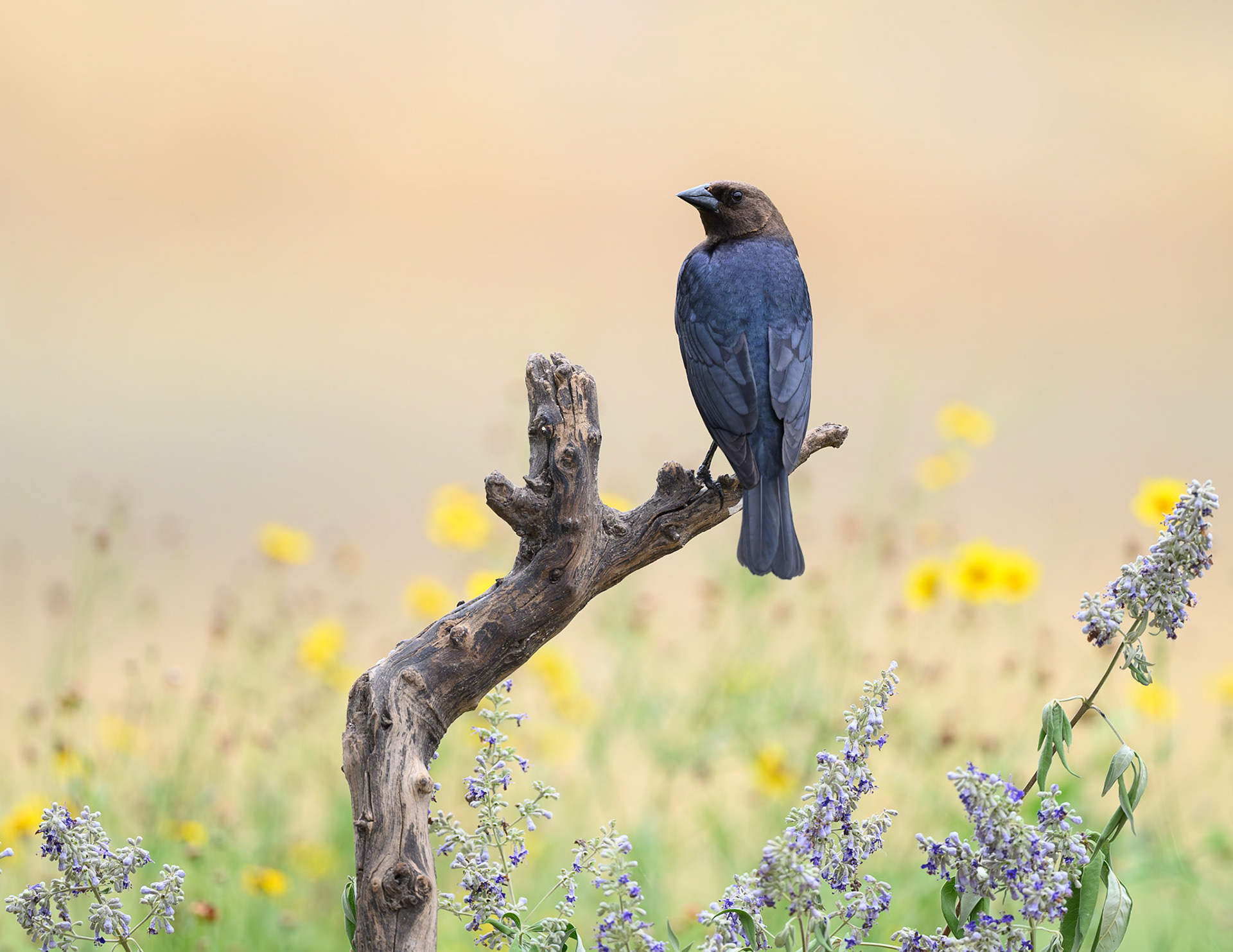 Brown-headed Cowbird