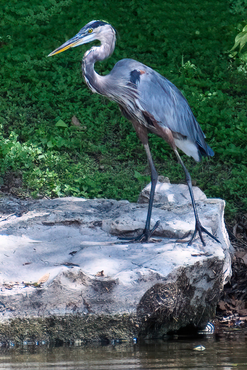 Great Blue Heron